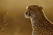 Gupard
